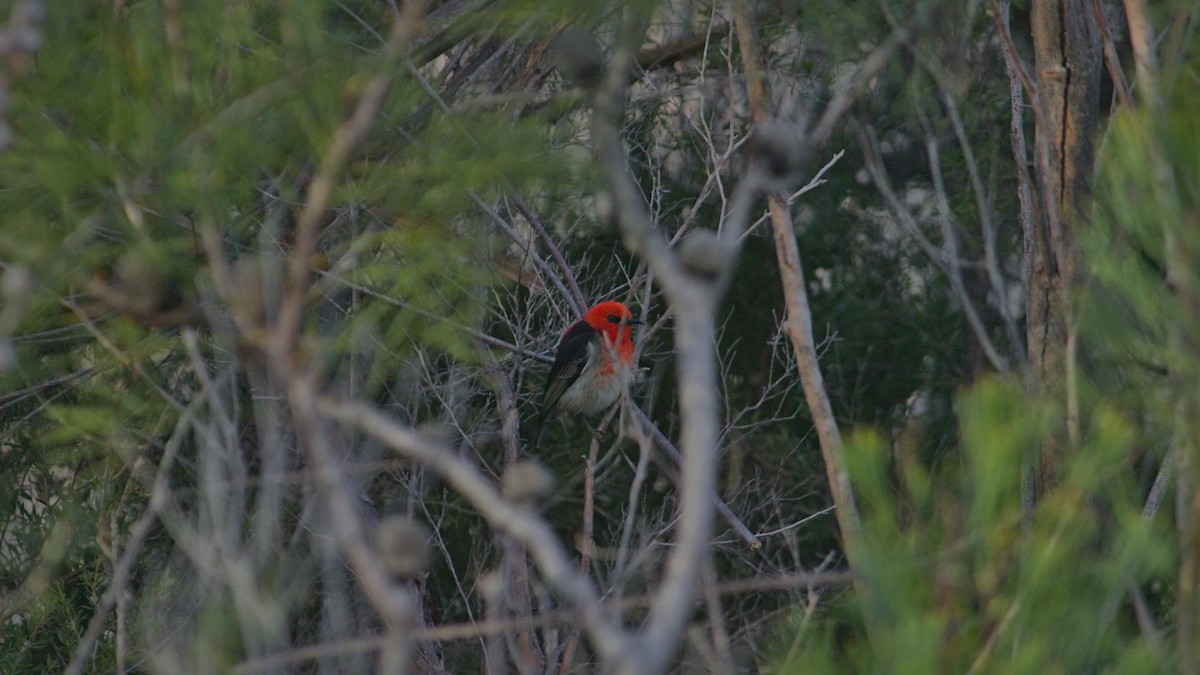 skarlagenhonningeter - ML642396151