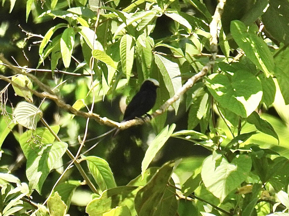 Mosquero Colilargo - ML642396161