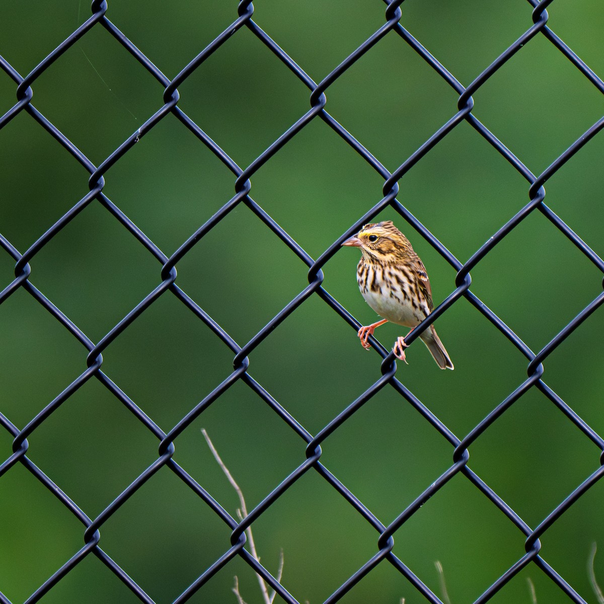 Savannah Sparrow (Savannah) - ML642396164