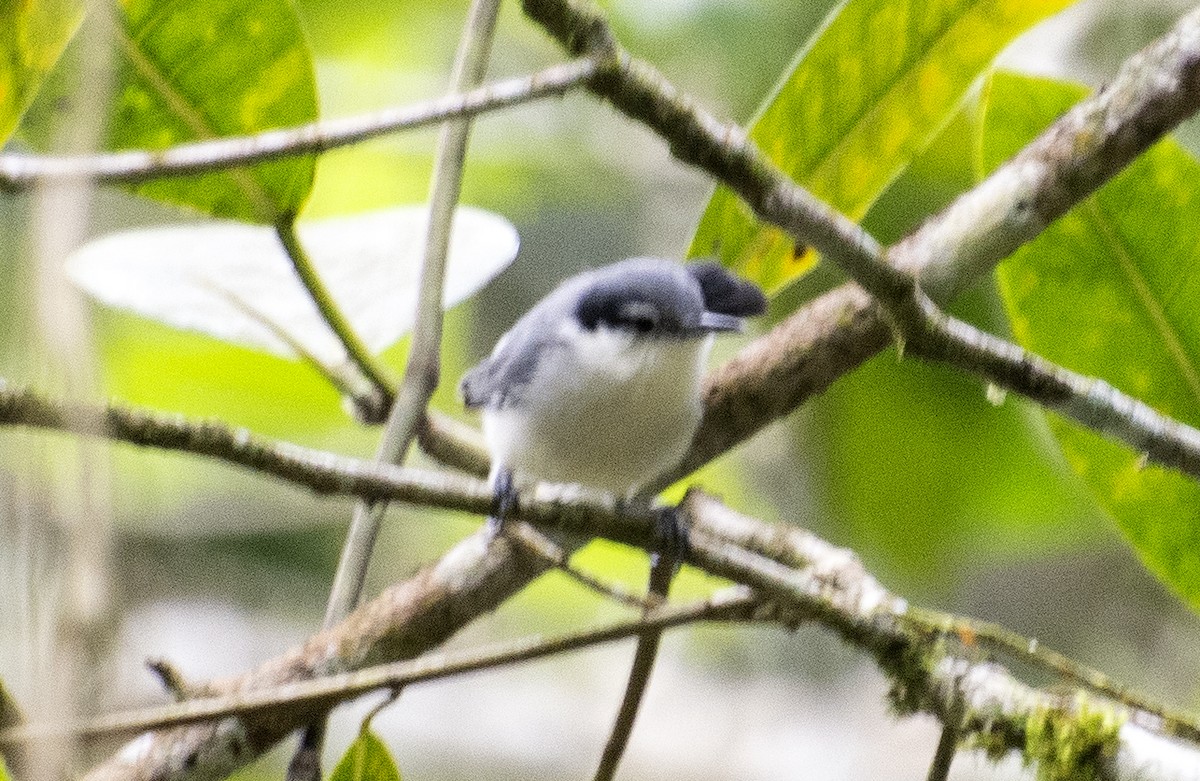 Gobemoucheron tropical (atricapilla) - ML642396169