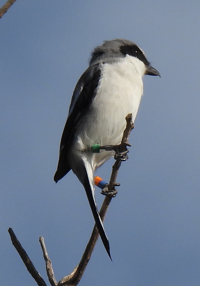 Loggerhead Shrike - ML642396176