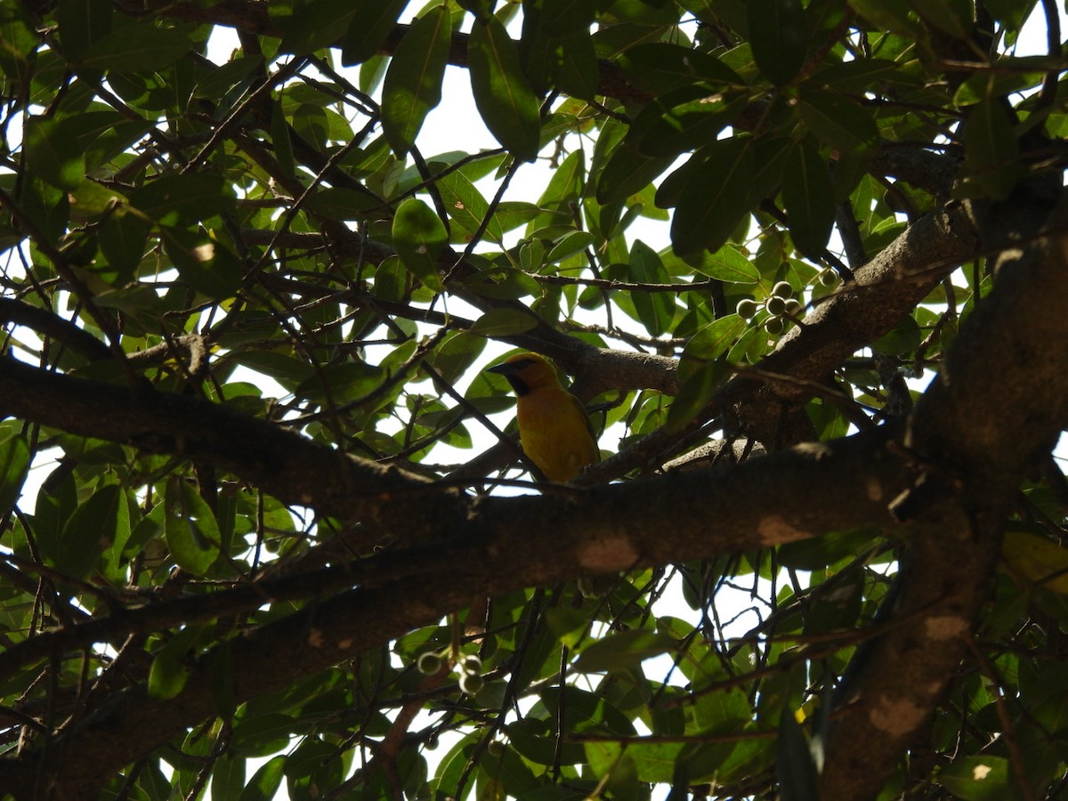 Spectacled Weaver - ML642396197