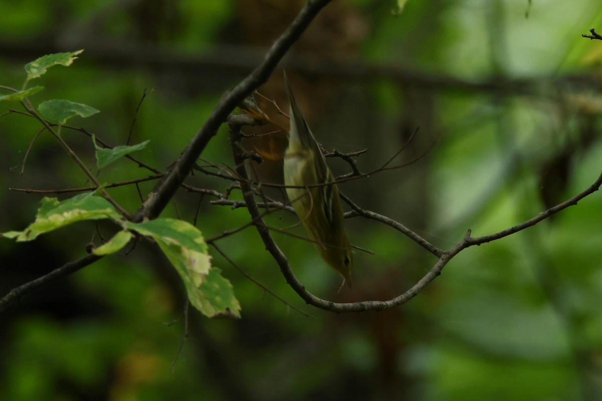 Blackpoll Warbler - ML642396214