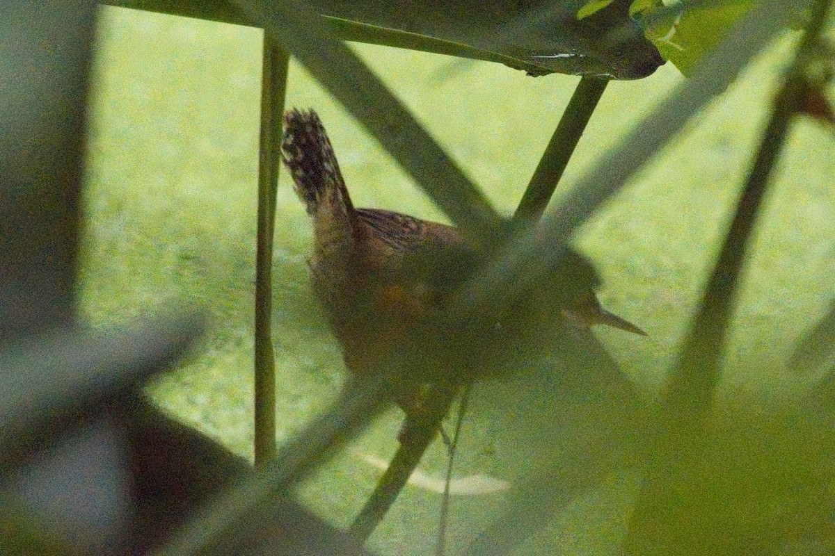 Marsh Wren - ML642396215