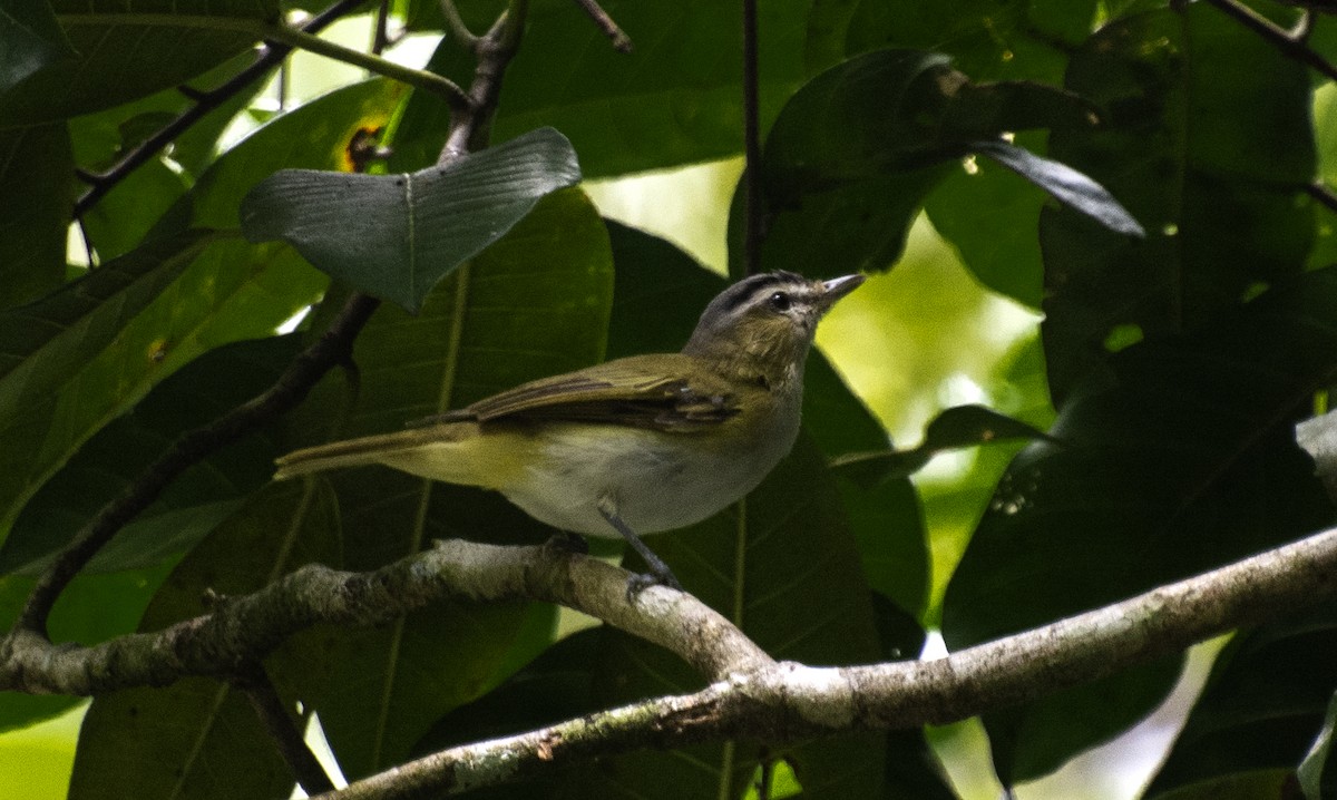 Chivi Vireo - ML642396223