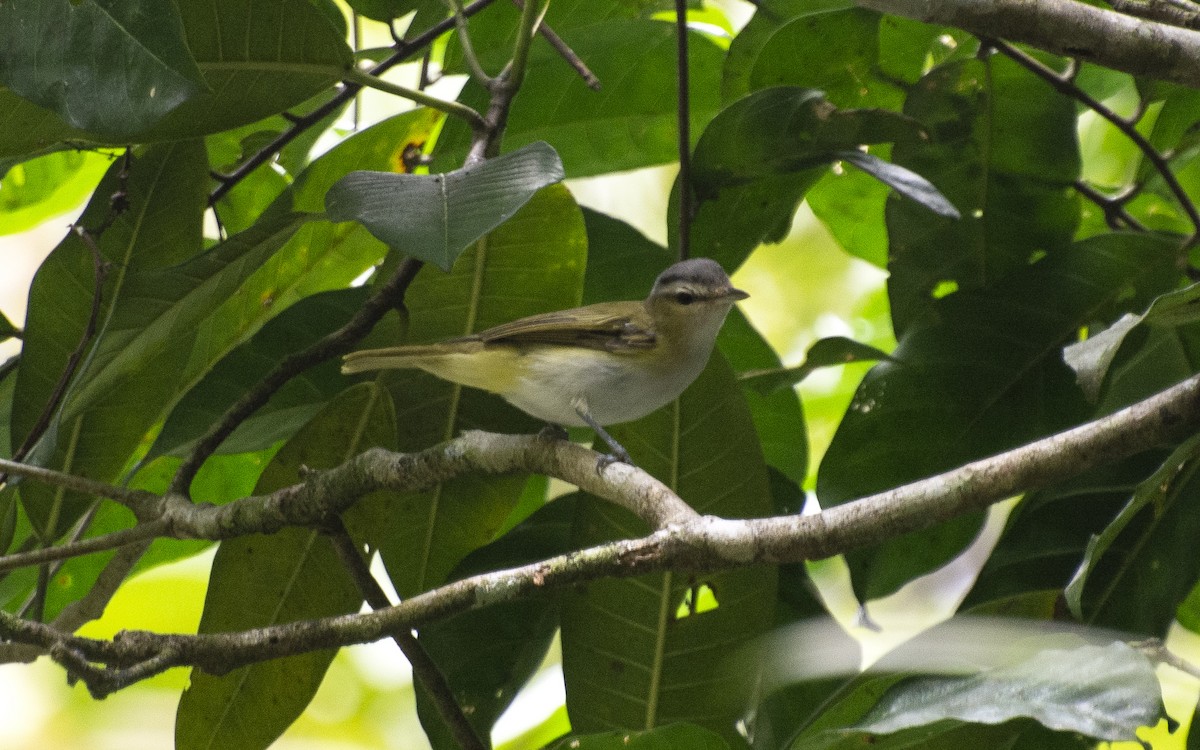 Chivi Vireo - ML642396224