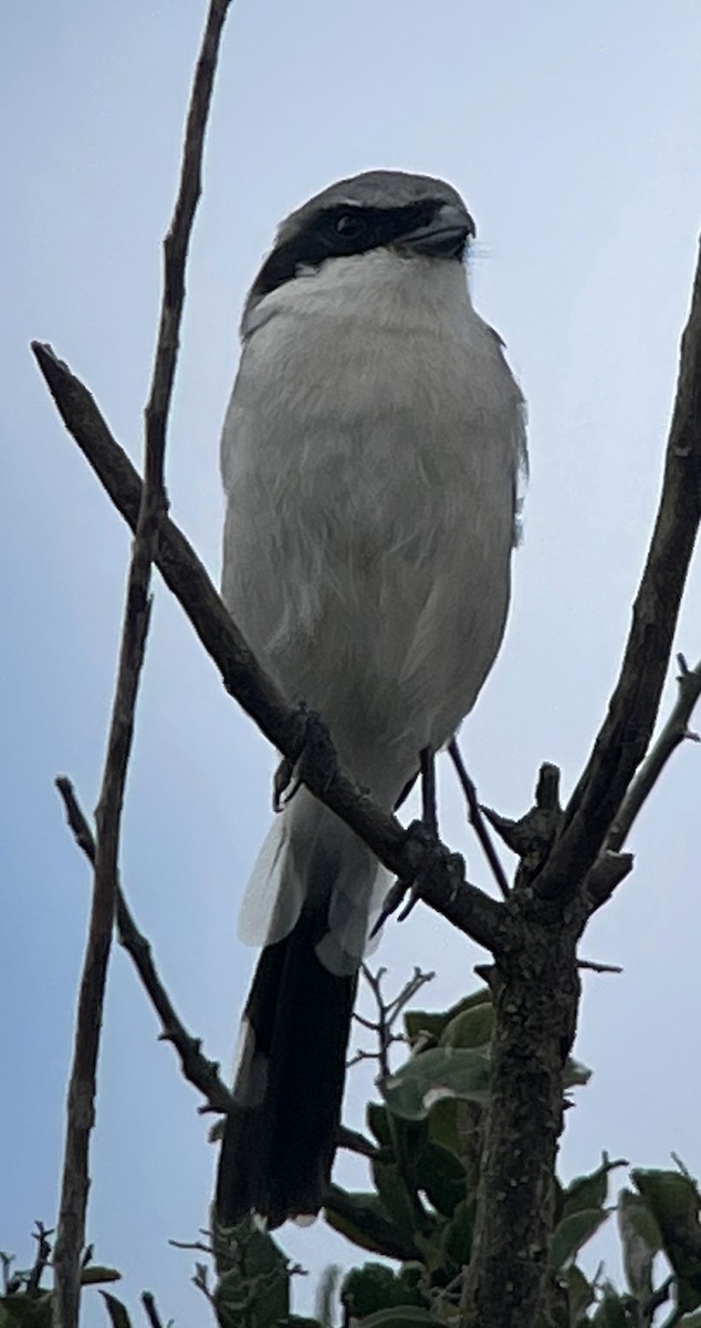 Loggerhead Shrike - ML642396230