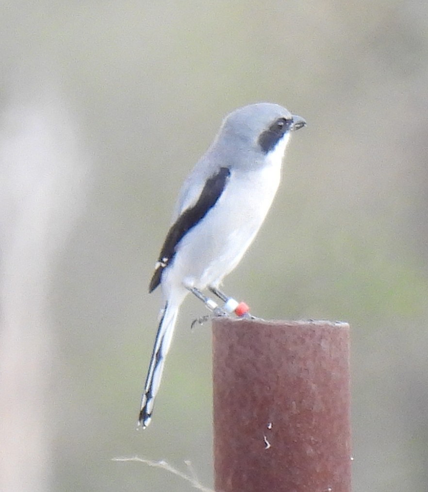 Loggerhead Shrike - ML642396232