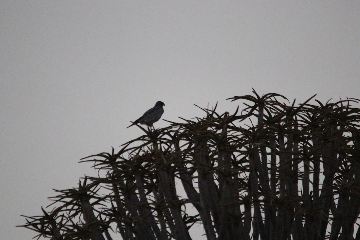 Pale Chanting-Goshawk - ML642396283
