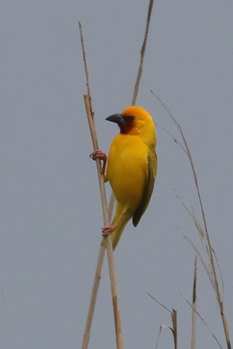 Southern Brown-throated Weaver - ML642396319