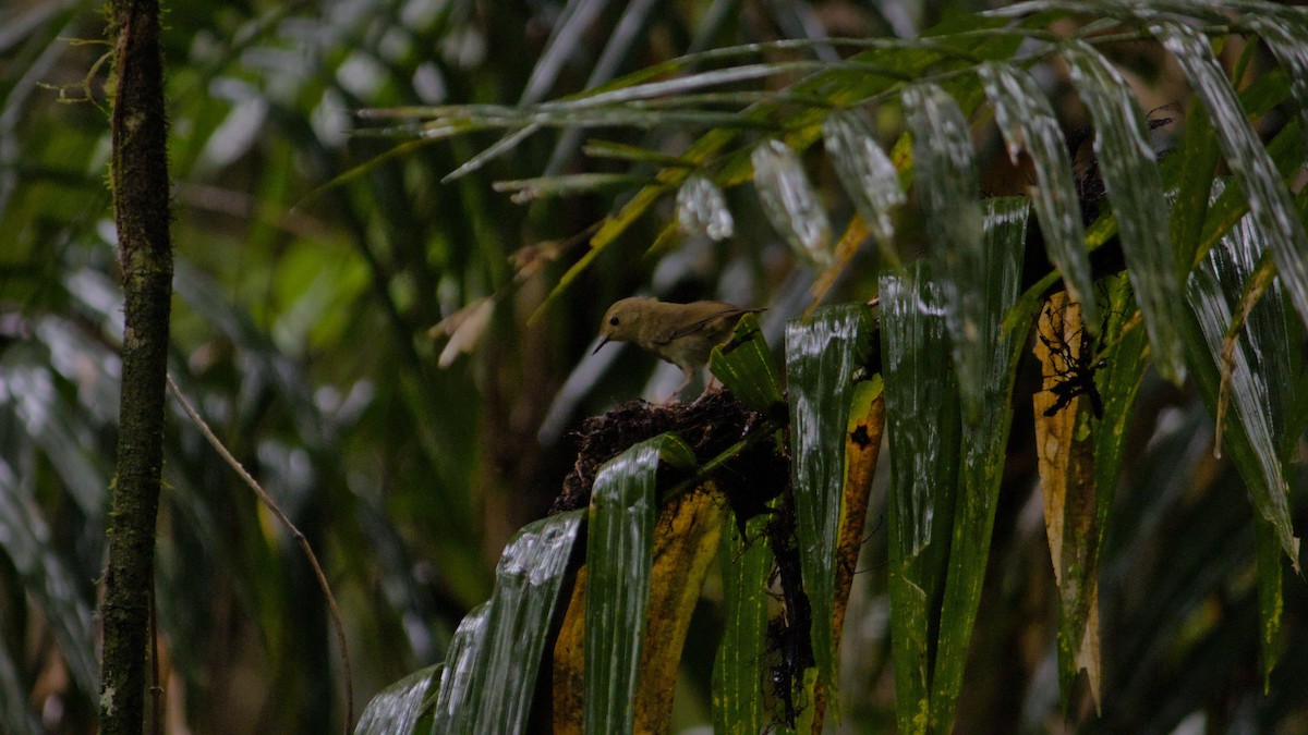 Atherton Scrubwren - ML642396333