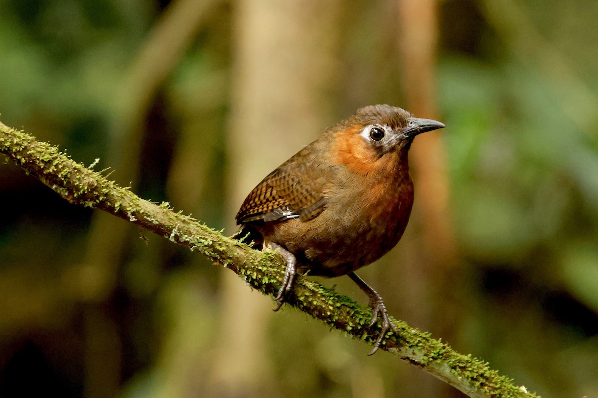 Song Wren - ML642396362