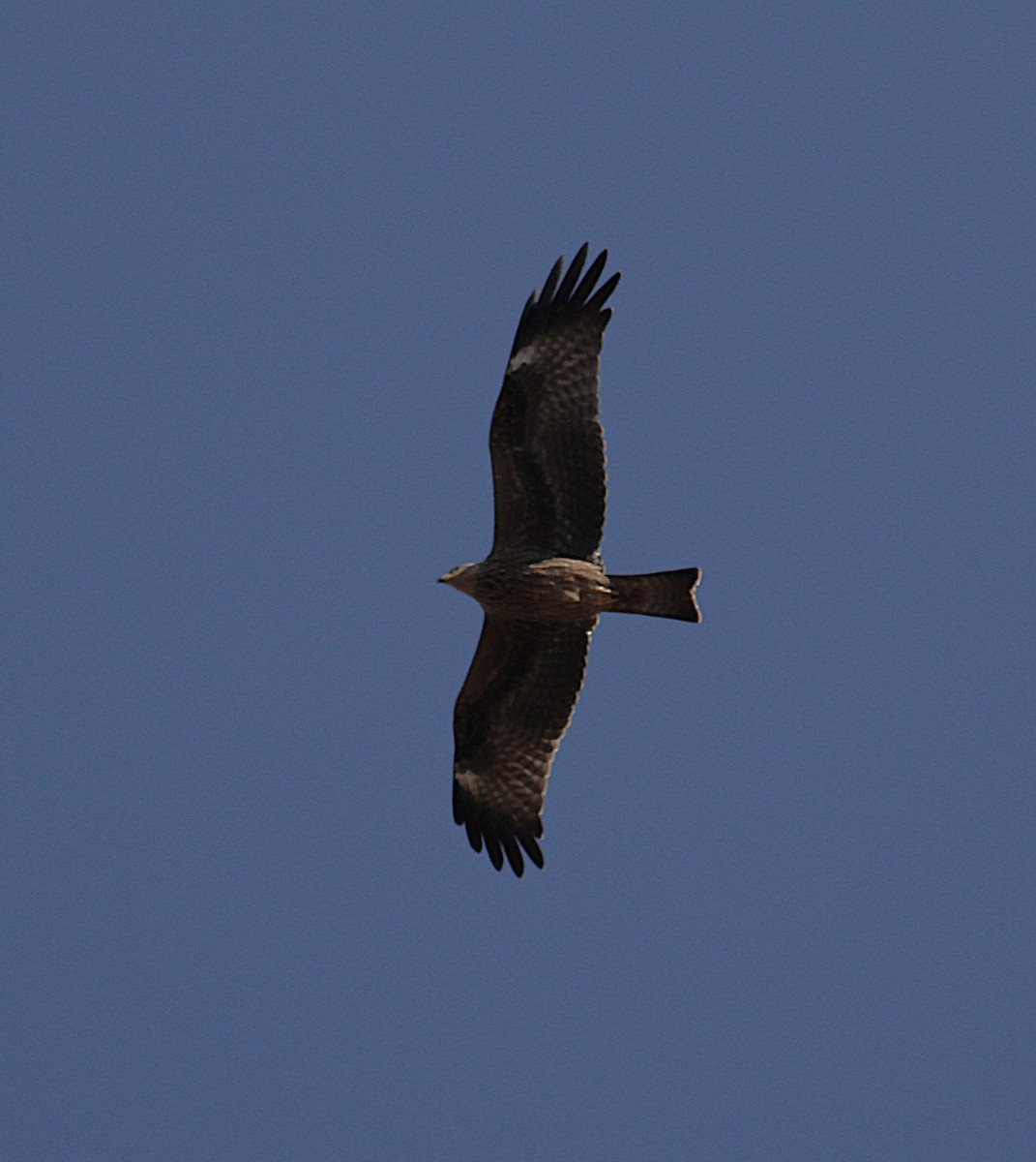 Black Kite - ML642396367