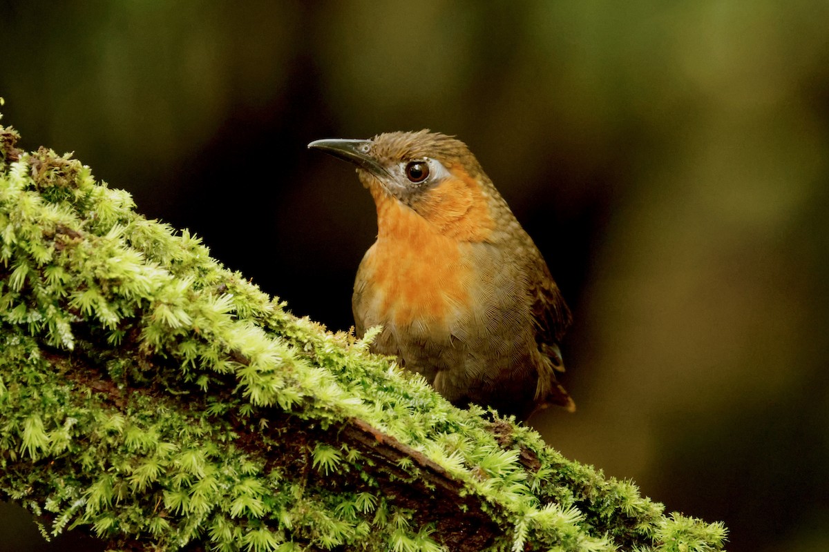 Song Wren - ML642396369