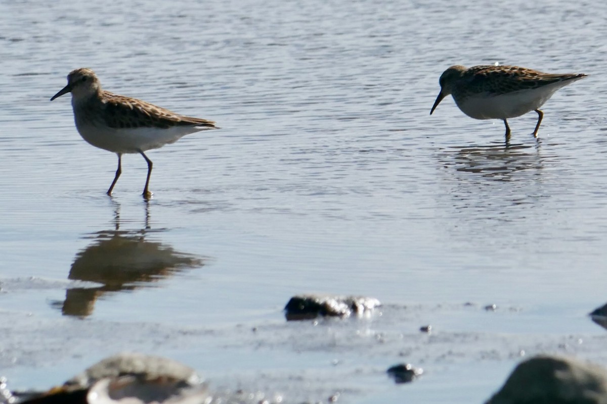 Least Sandpiper - ML642396403
