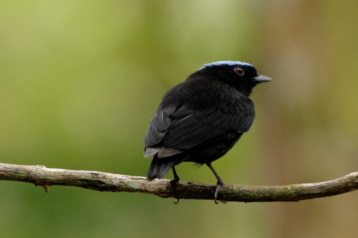Velvety Manakin - ML642396413