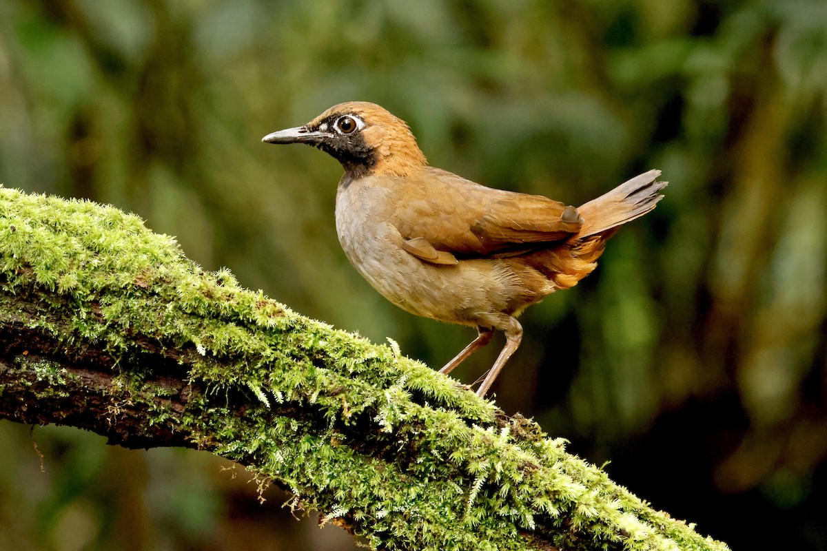 Black-faced Antthrush - ML642396437