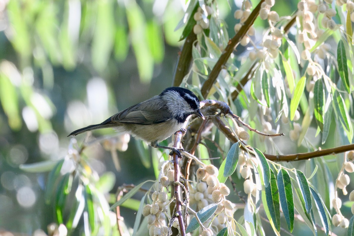 Mountain Chickadee - ML642396439