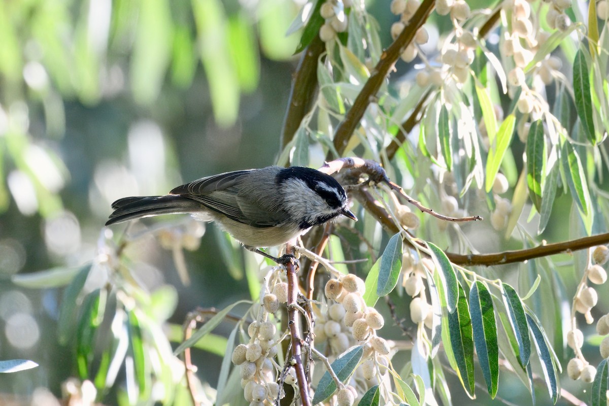 Mountain Chickadee - ML642396441