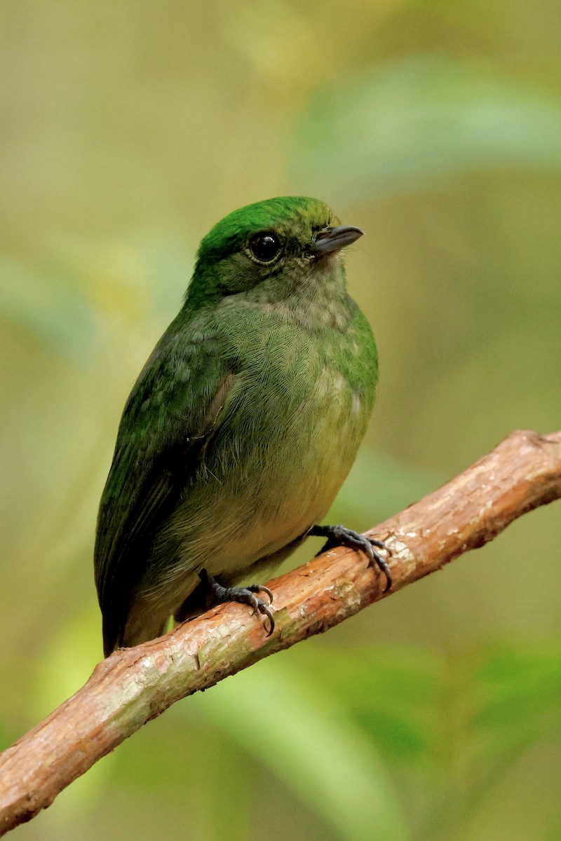 Velvety Manakin - ML642396442