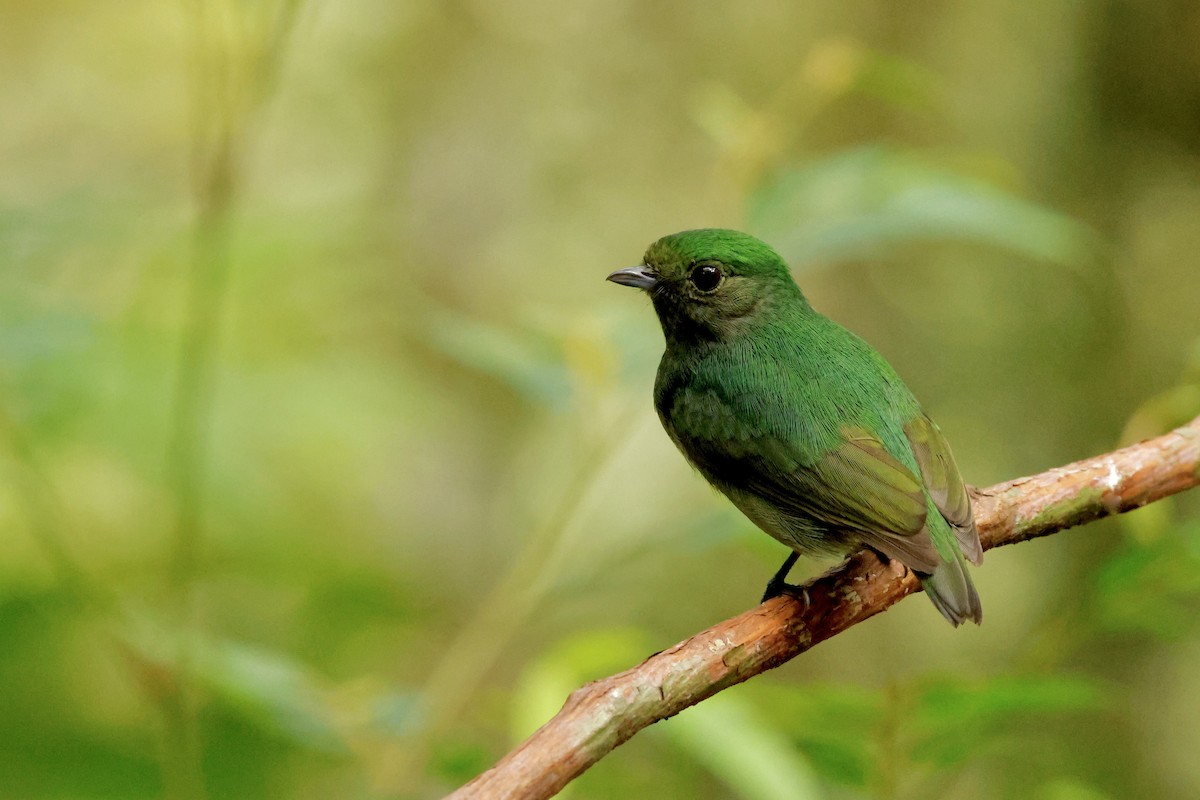 Velvety Manakin - ML642396447