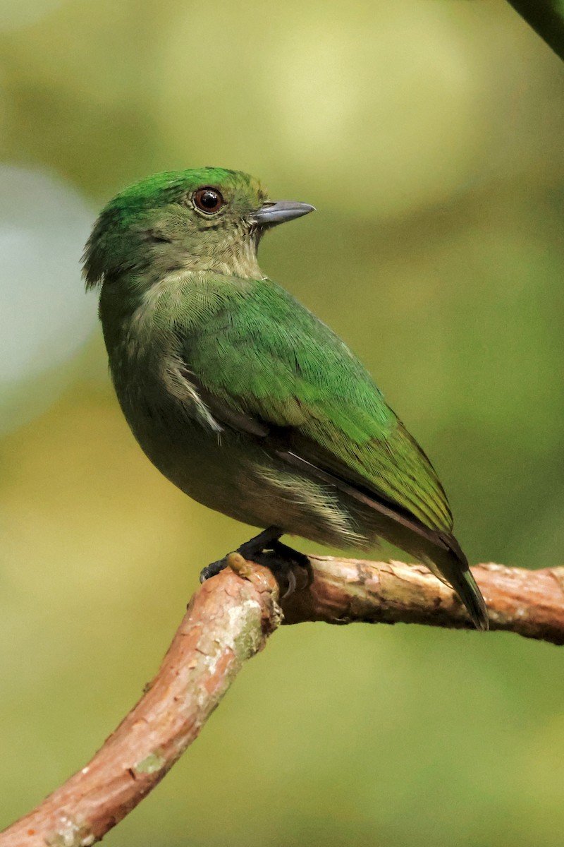 Velvety Manakin - ML642396451