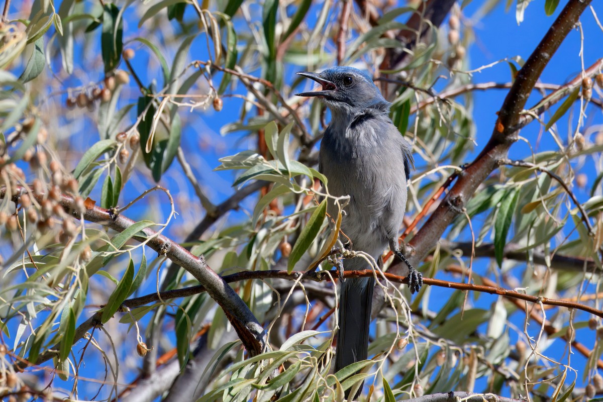 Woodhouse's Scrub-Jay - ML642396455