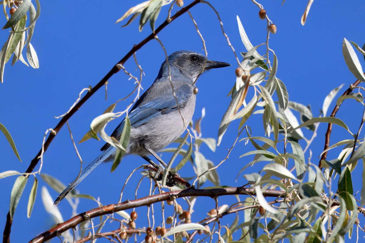 Woodhouse's Scrub-Jay - ML642396456