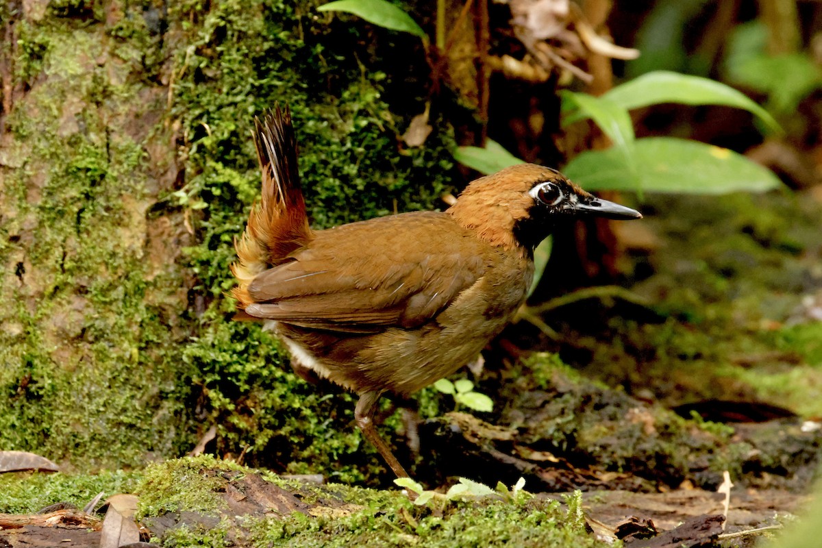 Black-faced Antthrush - ML642396483