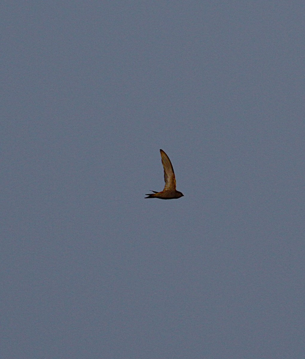 Pallid Swift - ML642396495