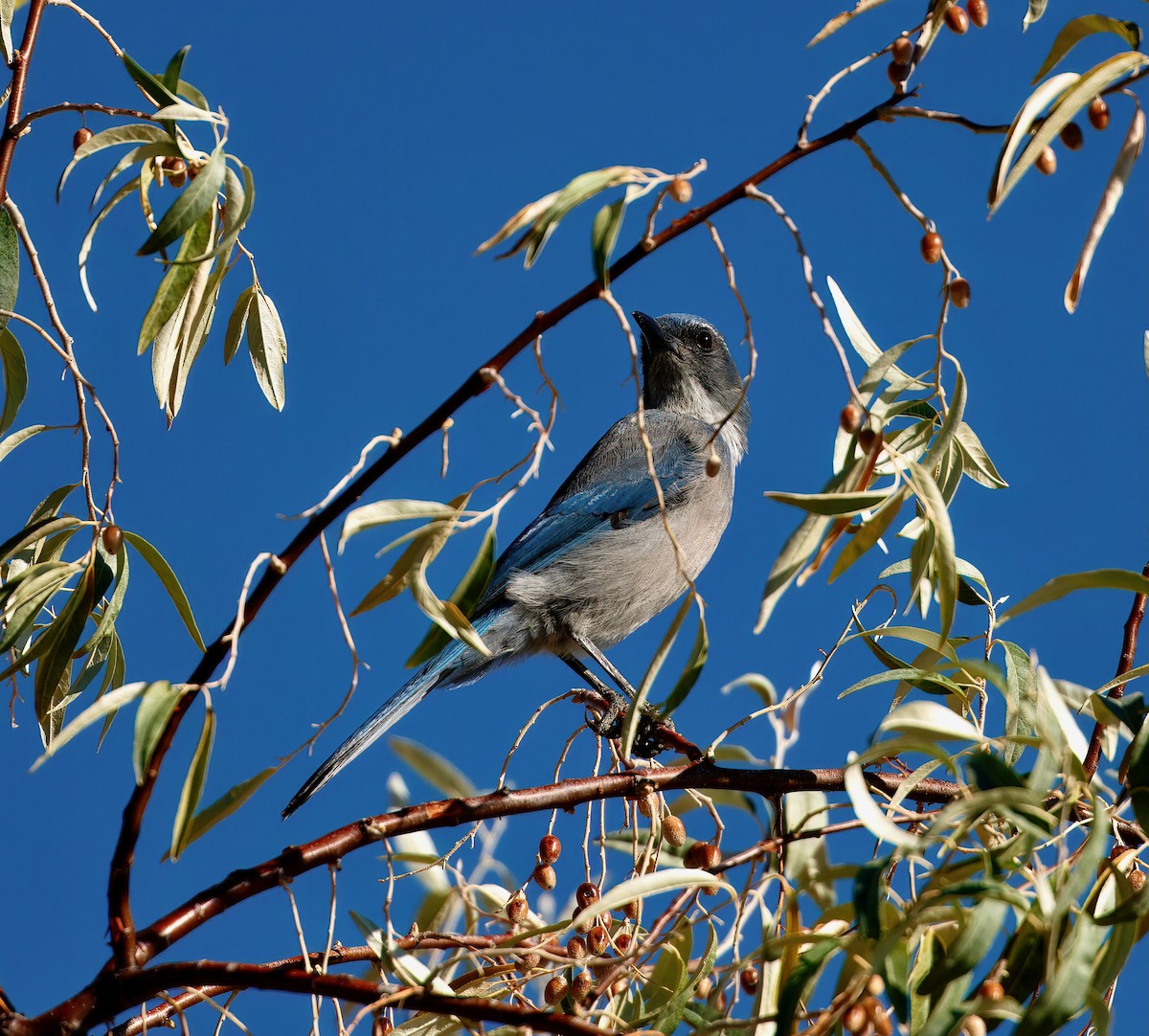 Woodhouse's Scrub-Jay - ML642396565
