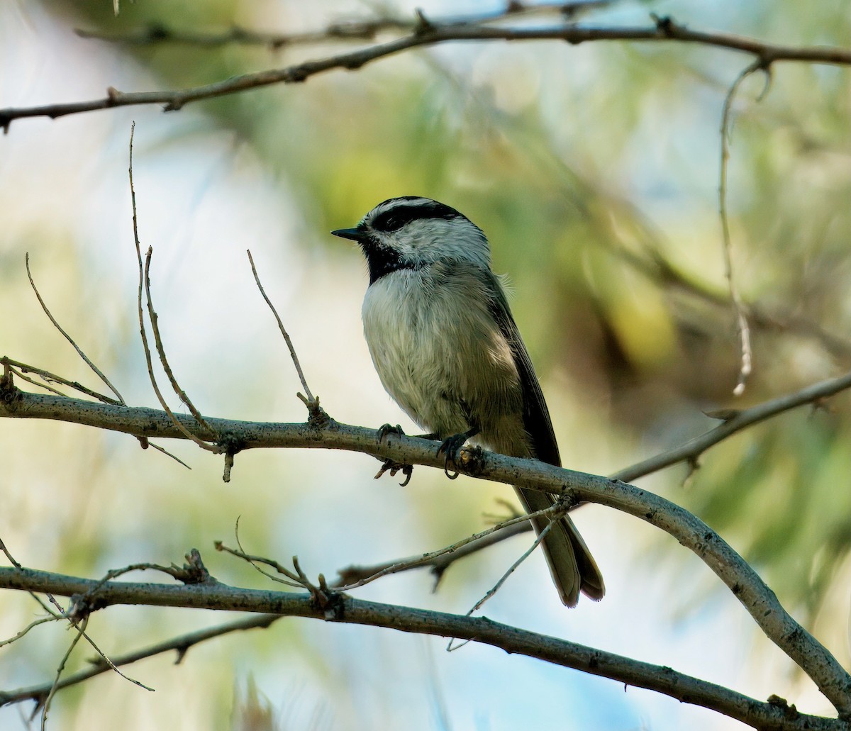 Mountain Chickadee - ML642396572