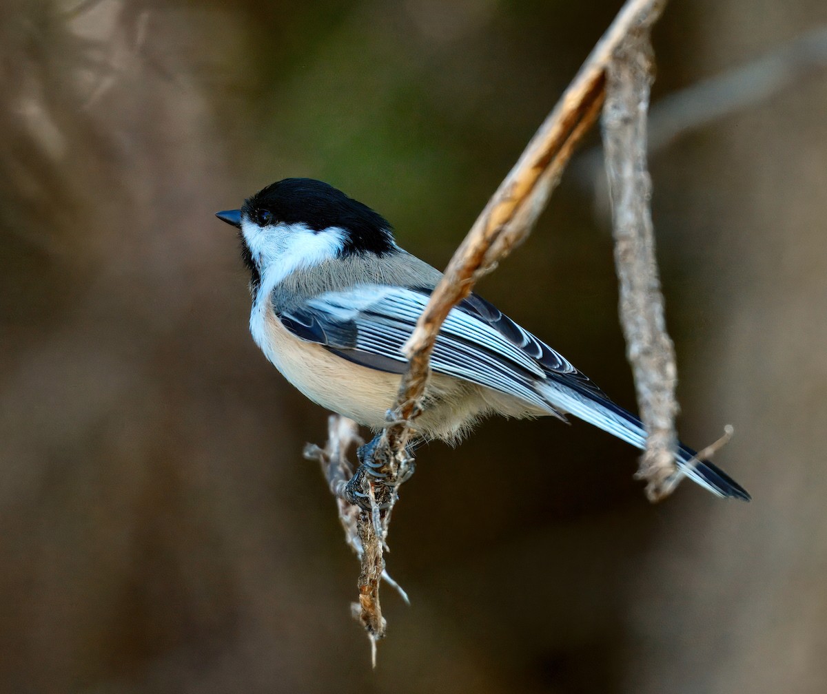 Black-capped Chickadee - ML642396575