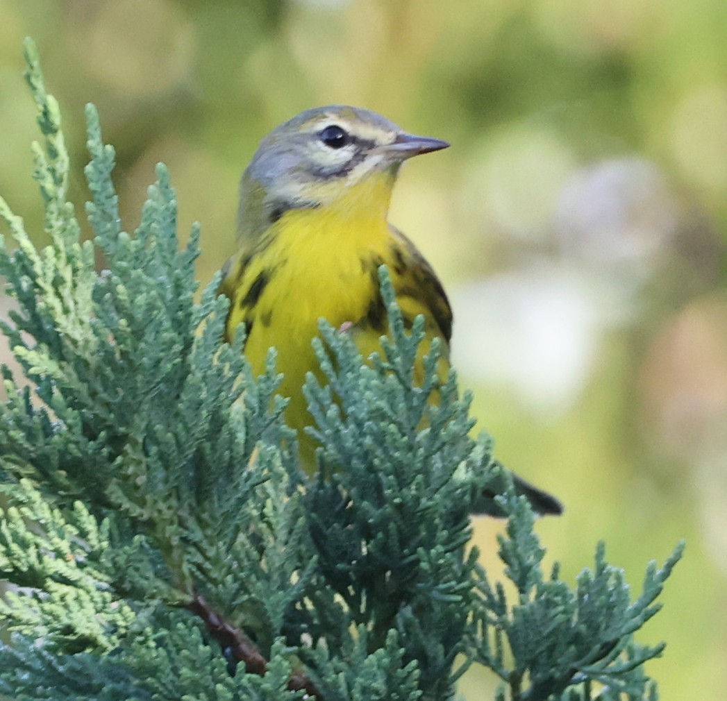 buskparula - ML642396582