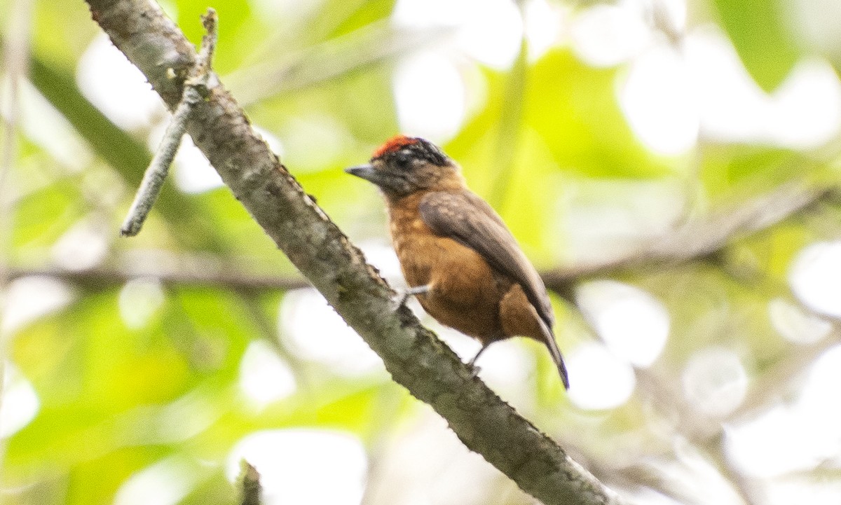 Ochraceous Piculet - ML642396589