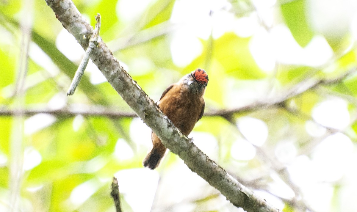 Ochraceous Piculet - ML642396590