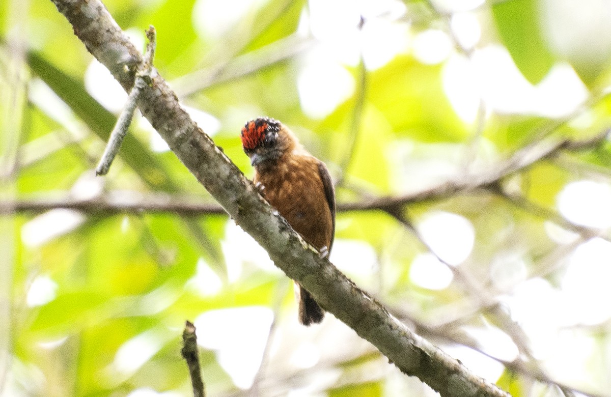 Ochraceous Piculet - ML642396591