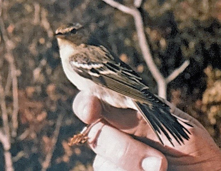 Blackpoll Warbler - ML642396613