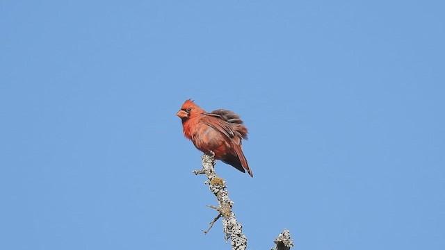 Northern Cardinal - ML642396650