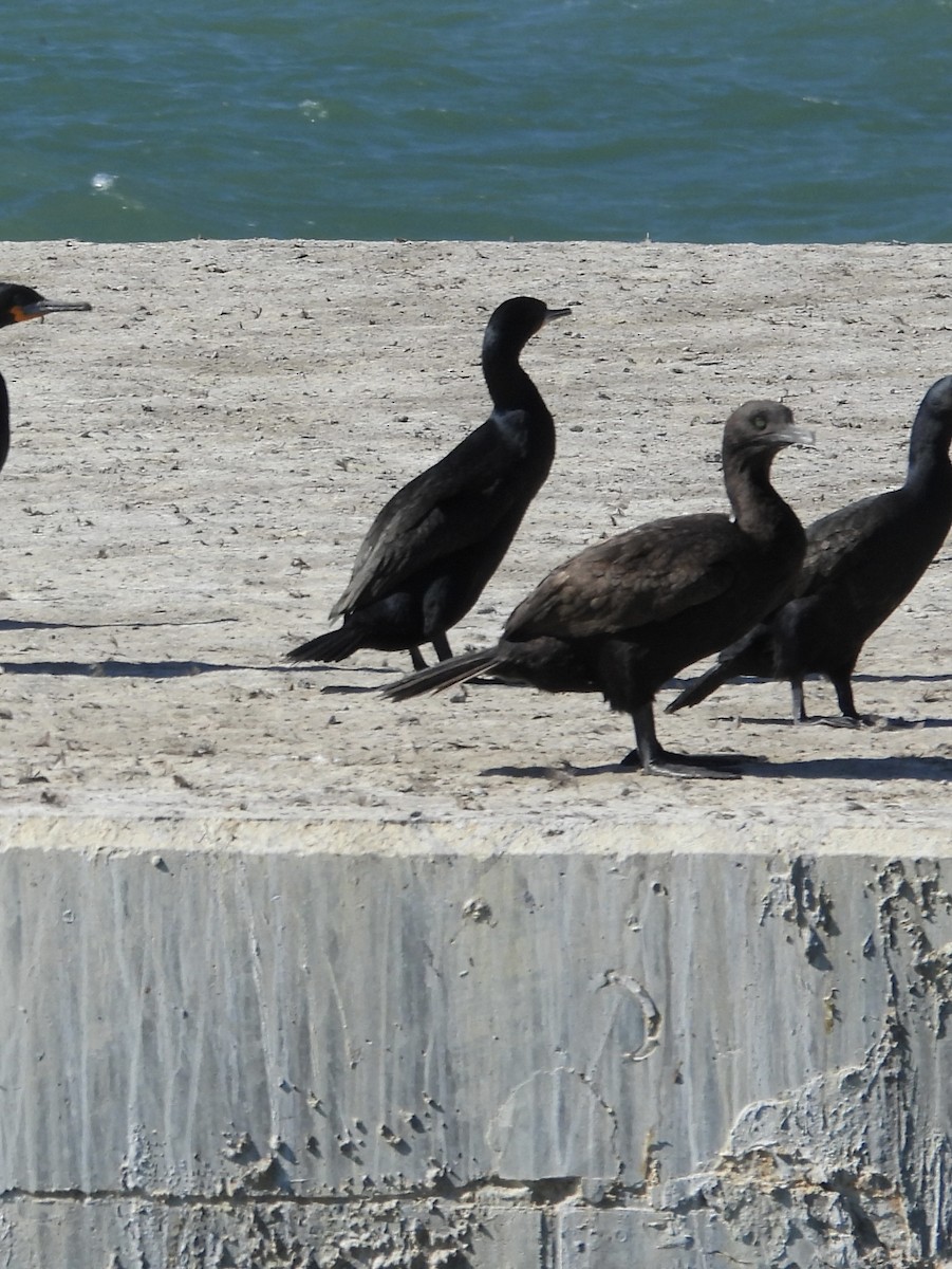Cormoran des bancs - ML642396665