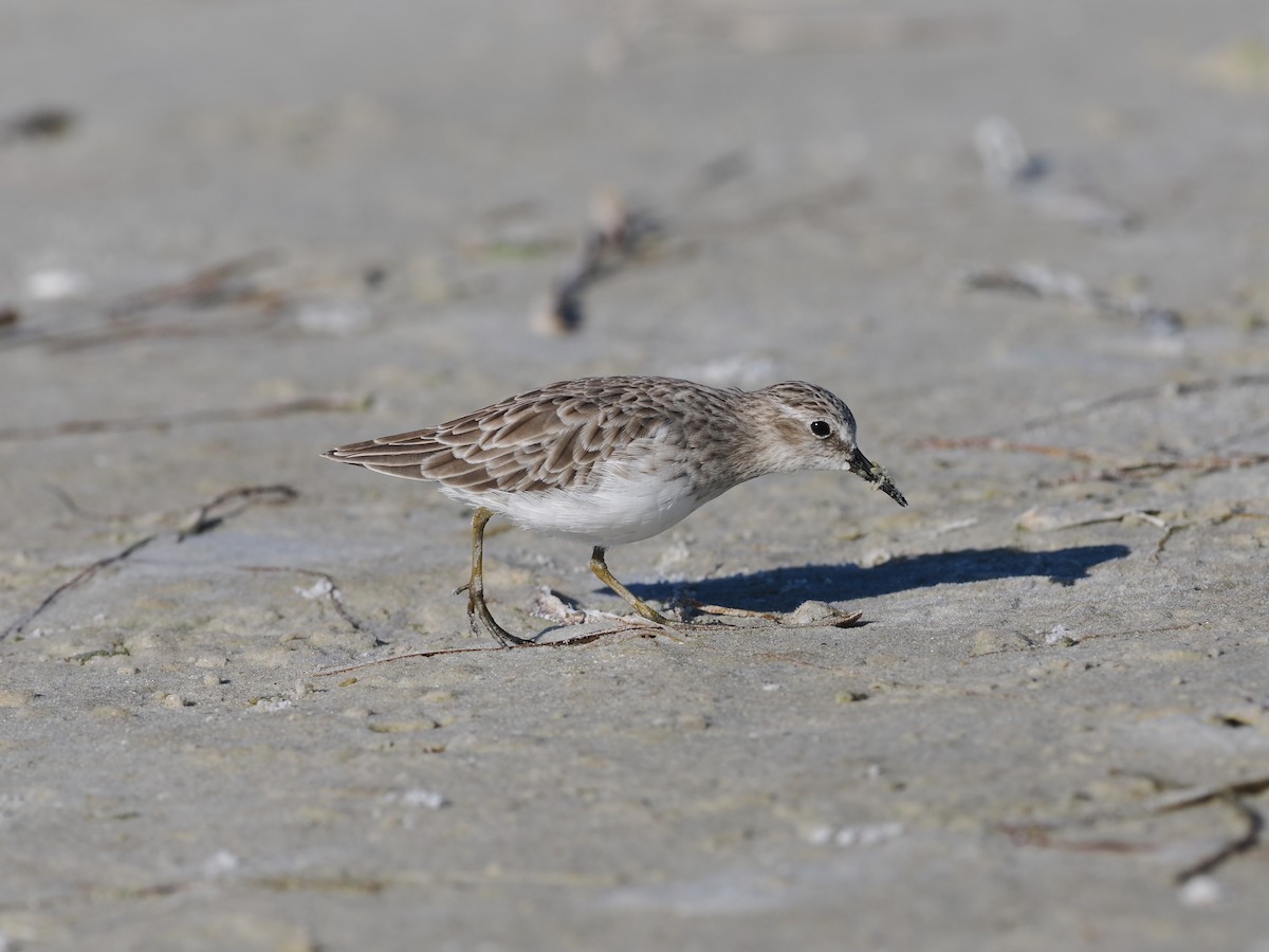 Least Sandpiper - ML642396668