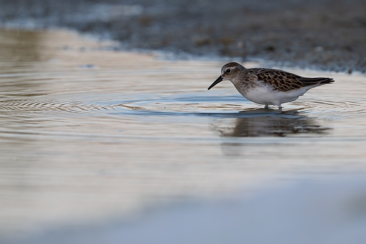 Least Sandpiper - ML642396674