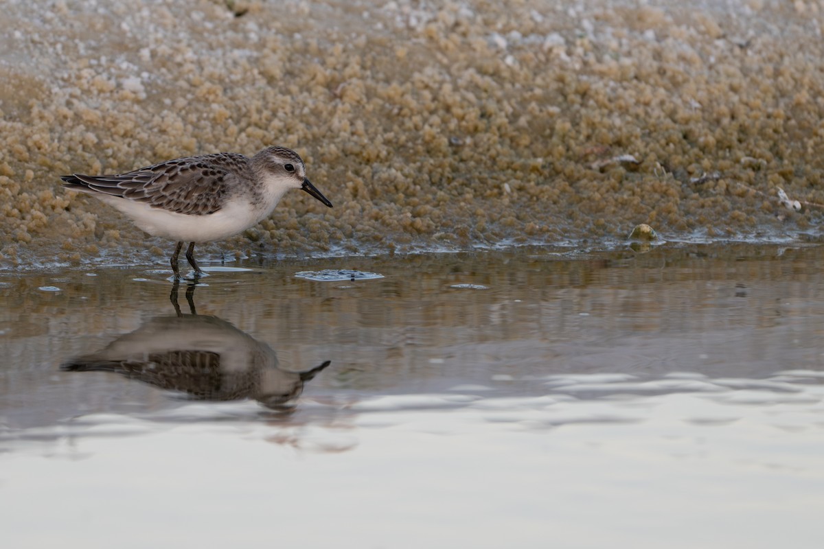 Semipalmated Sandpiper - ML642396697