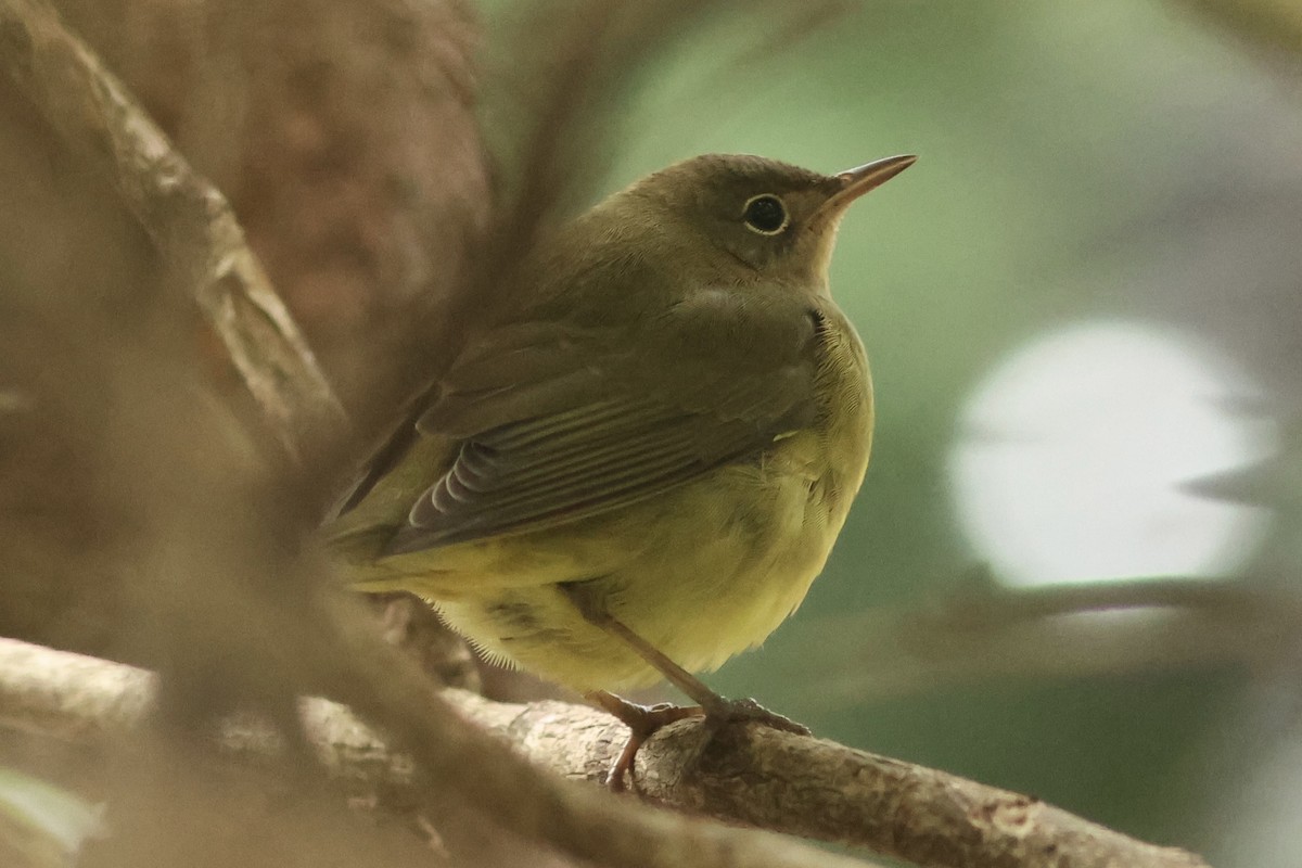 ハイムネアメリカムシクイ - ML642396704