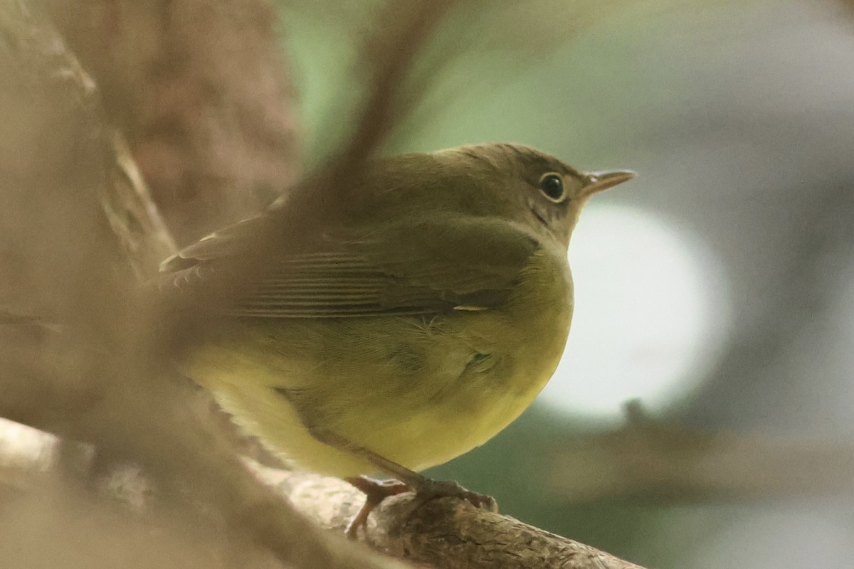 ハイムネアメリカムシクイ - ML642396705