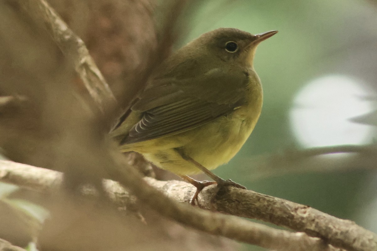 ハイムネアメリカムシクイ - ML642396707