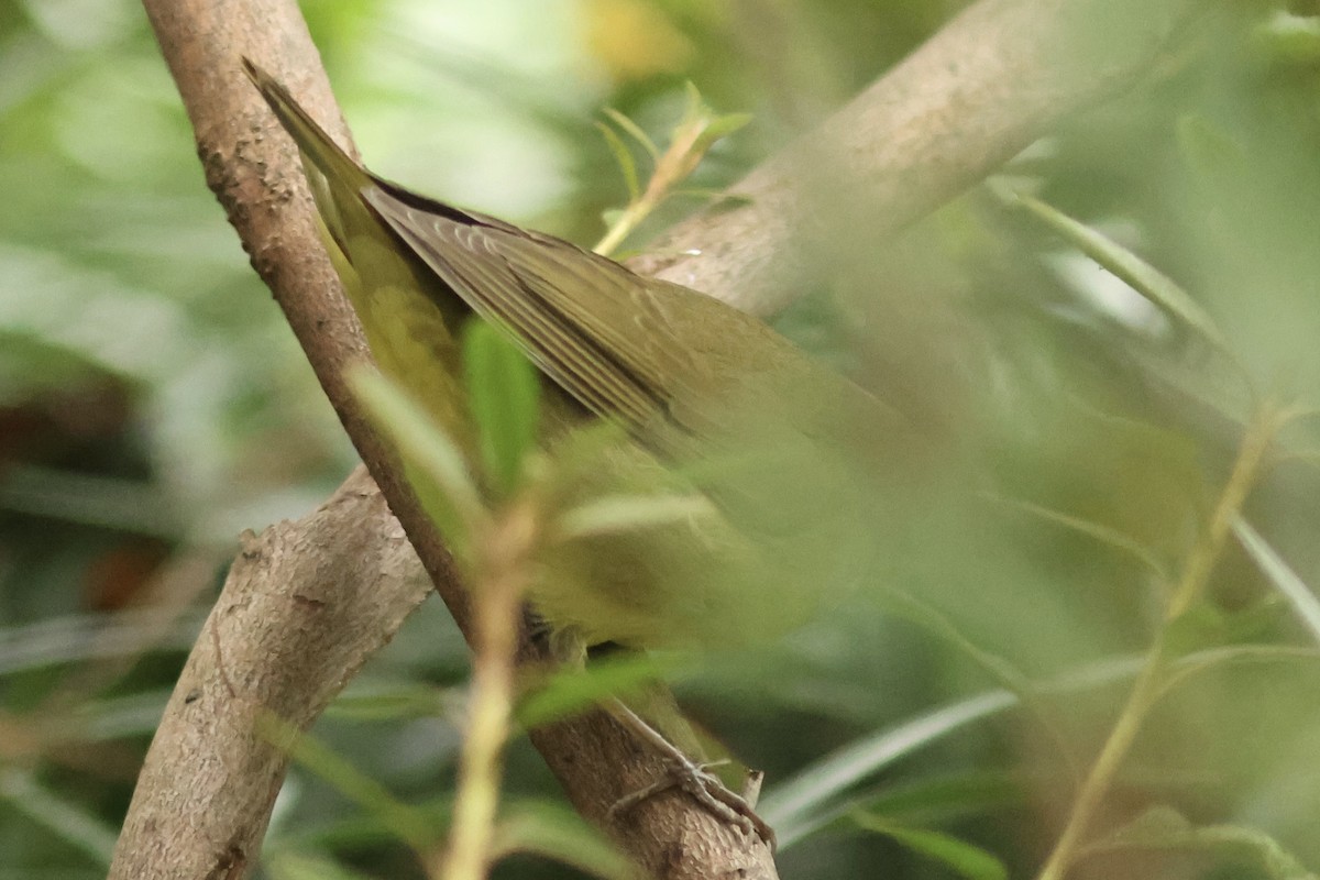 ハイムネアメリカムシクイ - ML642396709