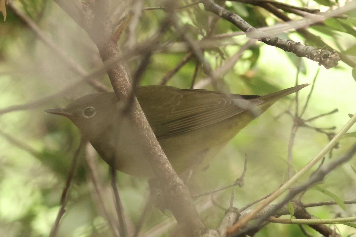 ハイムネアメリカムシクイ - ML642396710