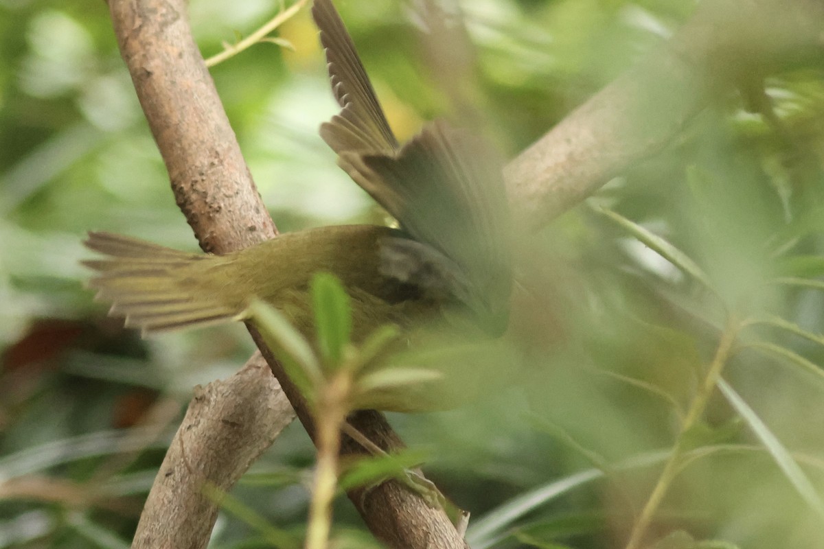 ハイムネアメリカムシクイ - ML642396711