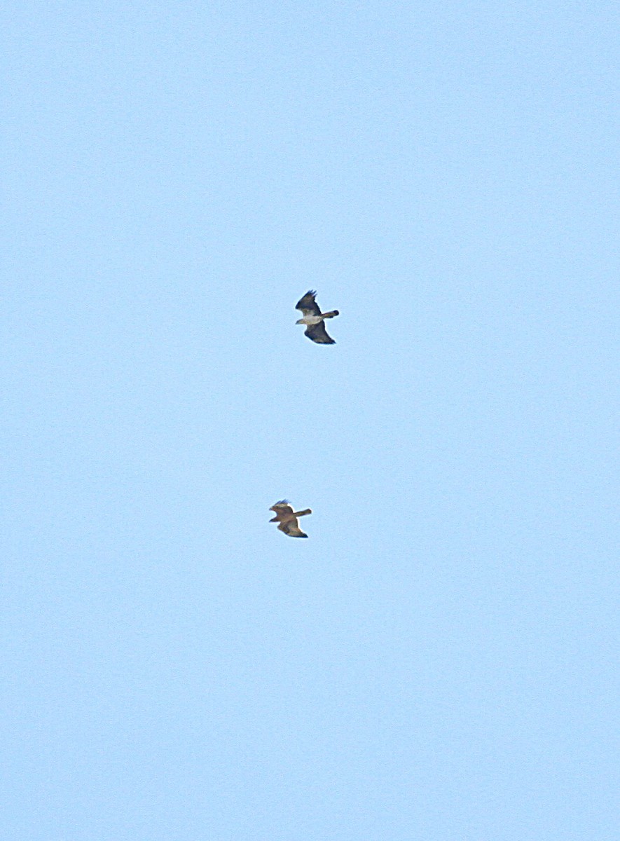Bonelli arranoa - ML642396741
